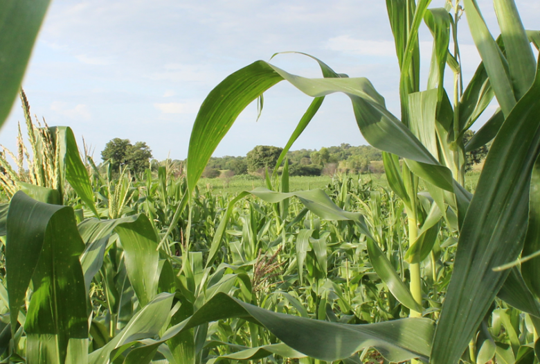 agriculture durable, agro-écologie, champ, Afrique Ouest