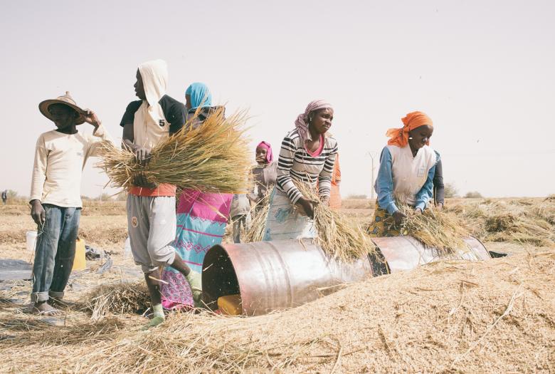 Améliorer la sécurité alimentaire dans la région de Matam - Image - 