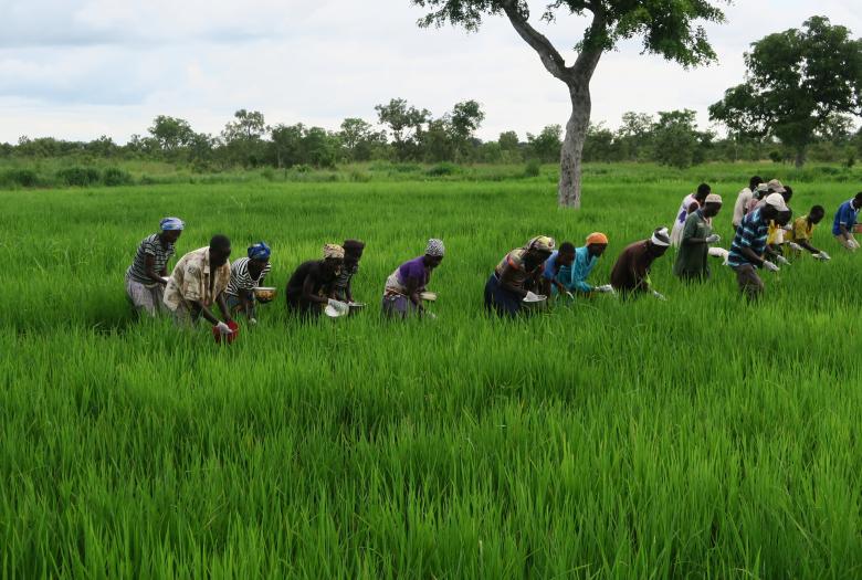 Augmenter la production de riz et soutenir les petits producteurs