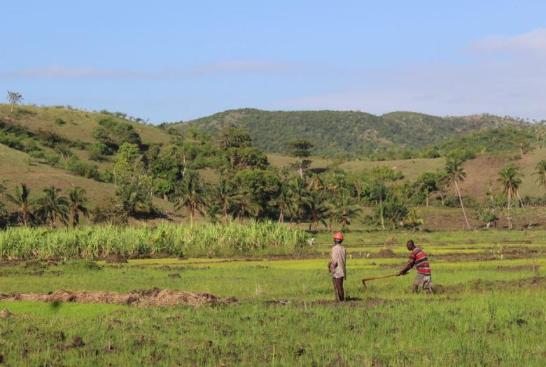 agriculture, Haiti, fields