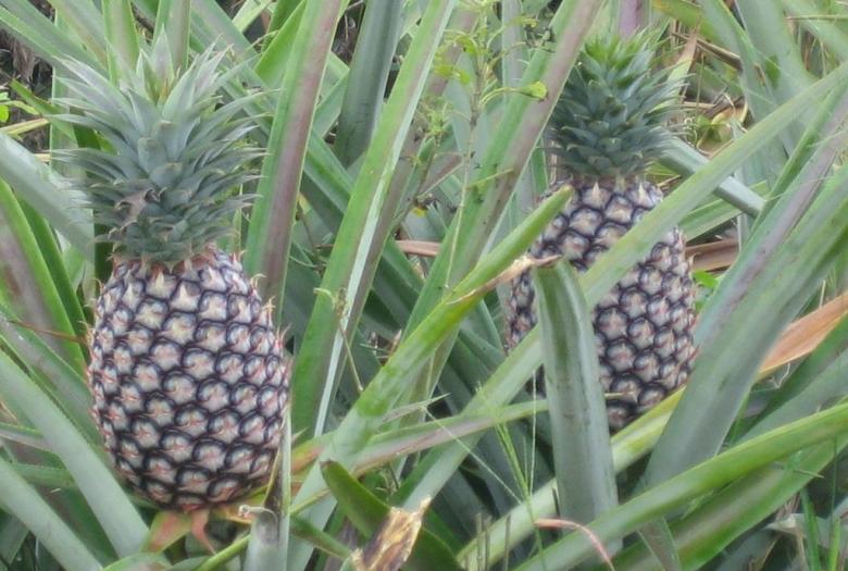 Parasep, Bénin, secteur privé, plantation, ananas