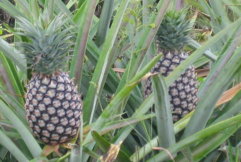 Parasep, Bénin, secteur privé, plantation, ananas