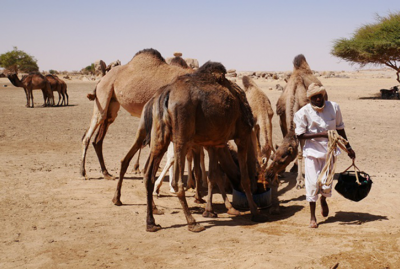 Tchad, projet transhumance, irrigation