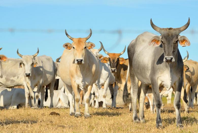 élevage bovin, vaches, Guyane