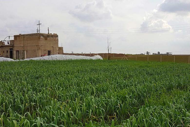 Contribuer au redémarrage des activités économiques agricoles dans le gouvernorat de Ninive