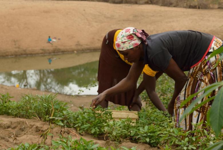 agriculture, parc national du Limpopo, Mozambique