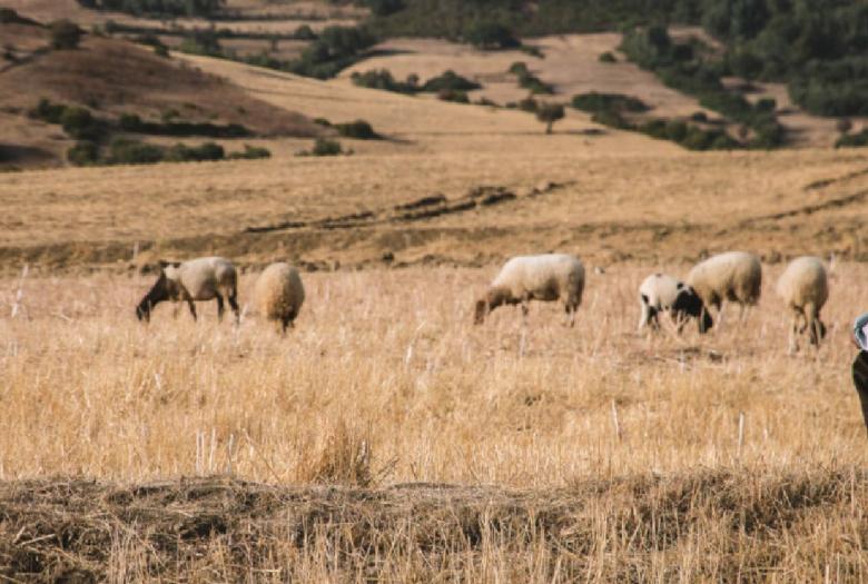 Programme d’adaptation au changement climatique des territoires ruraux, Tunisie