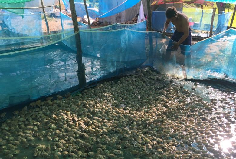 Cambodia Aquaculture food security AFD