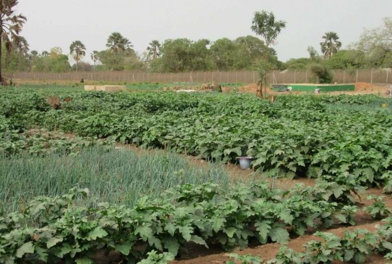 Le projet ROOTS appuie les filières rizicoles et maraîchères tout en garantissant une gestion durable des ressources naturelles 
