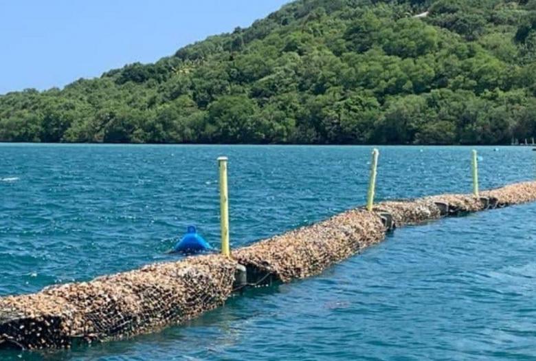 Un barrage anti-sargasses au Robert en Martinique