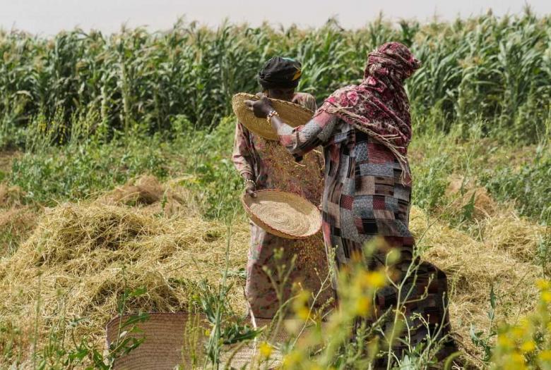 Améliorer la sécurité alimentaire et nutritionnelle des populations des provinces du Chari Baguirmi, d’Hadjer-Lamis et du Lac Tchad