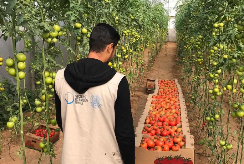 Agriculture, Palestine