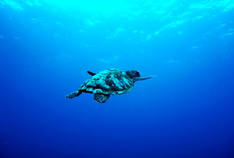 Tortue en Indonésie