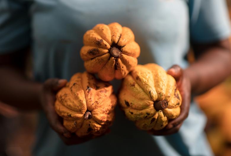 Ghana agroforesterie afd