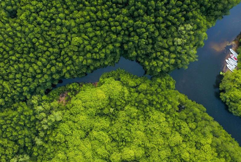 Mangroves Indonésie