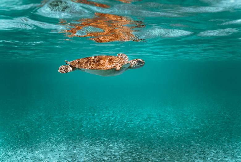 Tortue nageant dans la mer.