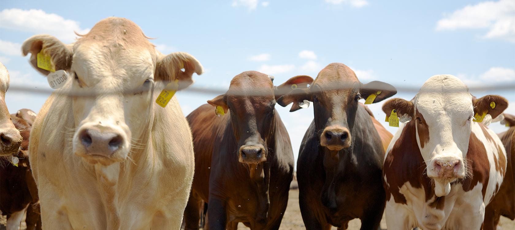 South Africa, Bio2Watt, cows