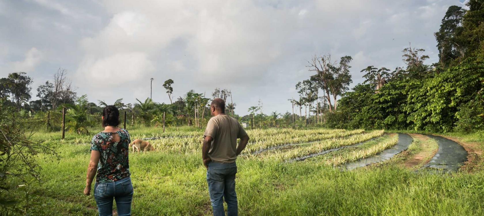 Agro-industrie, Guyane, Amazonie
