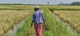 African Agriculture: Boosting Food Supply and Diversifying Diets