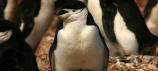 Oceans: A New System to Protect Marine Biodiversity in Argentina - and Beyond