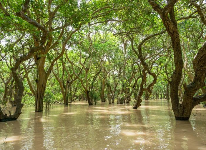 Mangrove