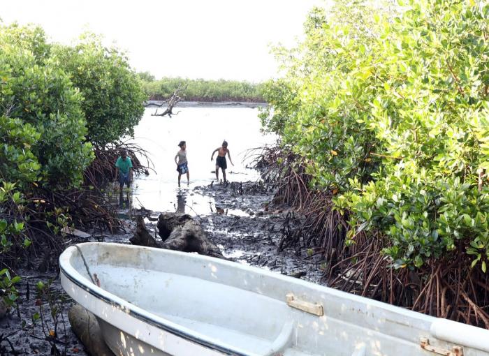 Fiji mangroves with AFD project RESCCUE