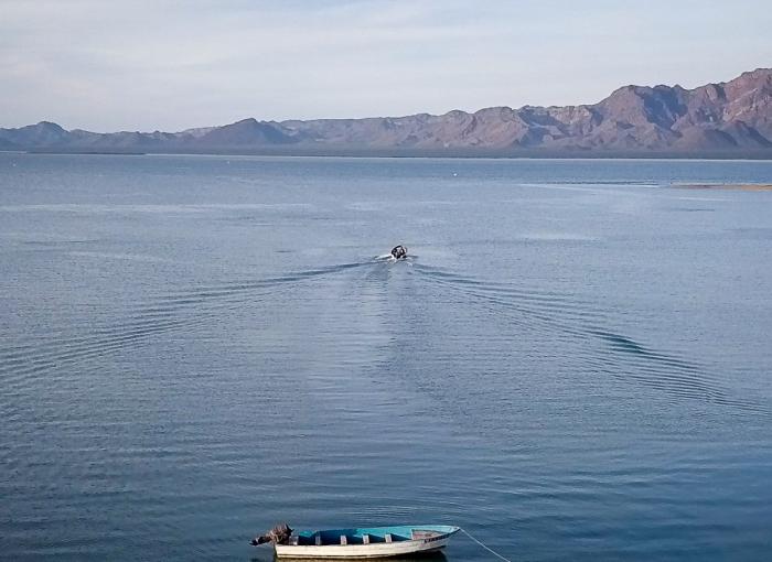 océans biodiversité marins