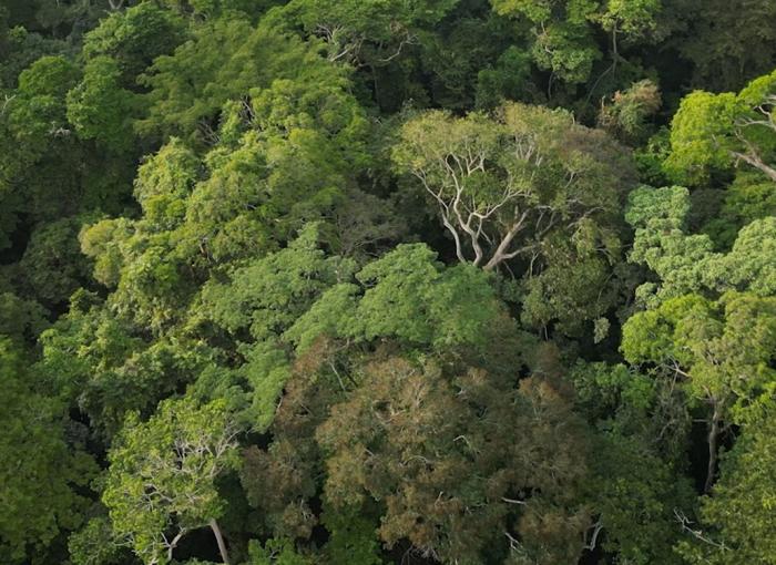 forêt Gabon AFD