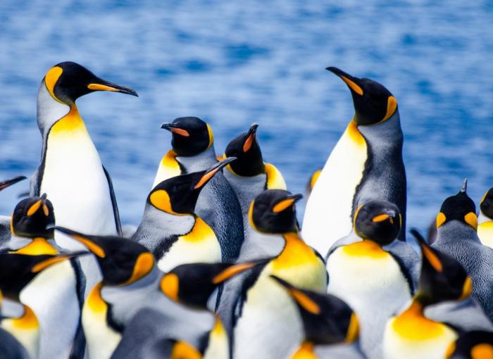 Terres australes antarctiques françaises adaptation changement climatique sauvegarde biodiversité