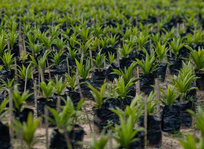 reforestation agriculture durable securite alimentaire