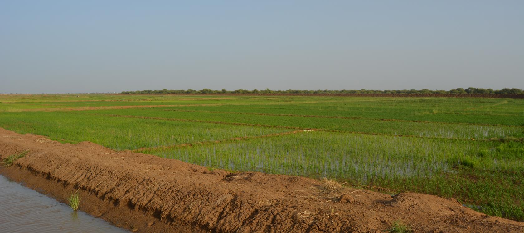 Irrigation, agriculture, Sénégal