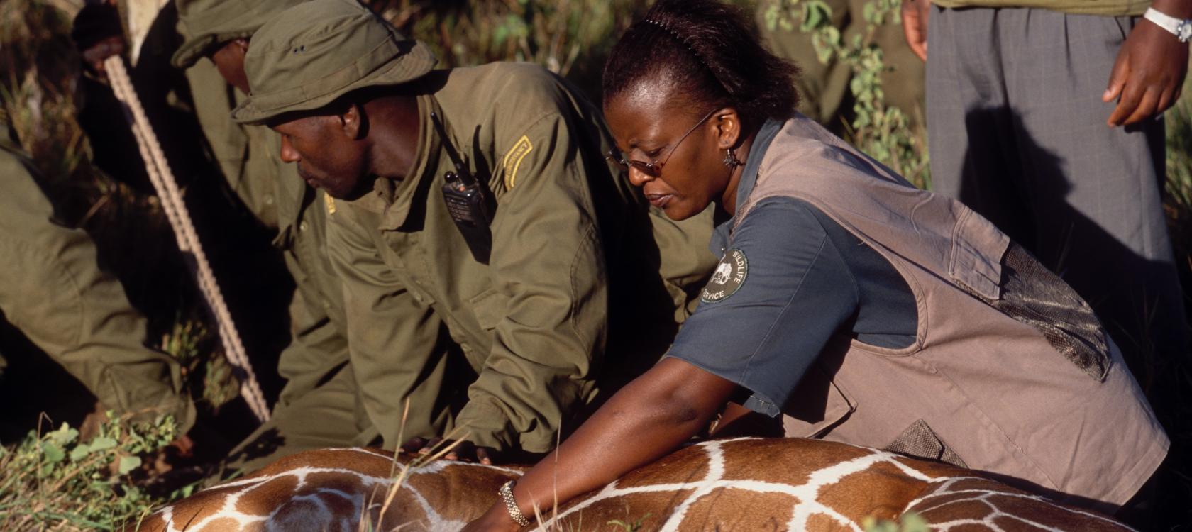 Réhabilitation du Parc national de Meru - Image -