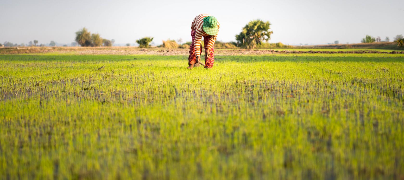 agriculture, femme, riz, Cambodge