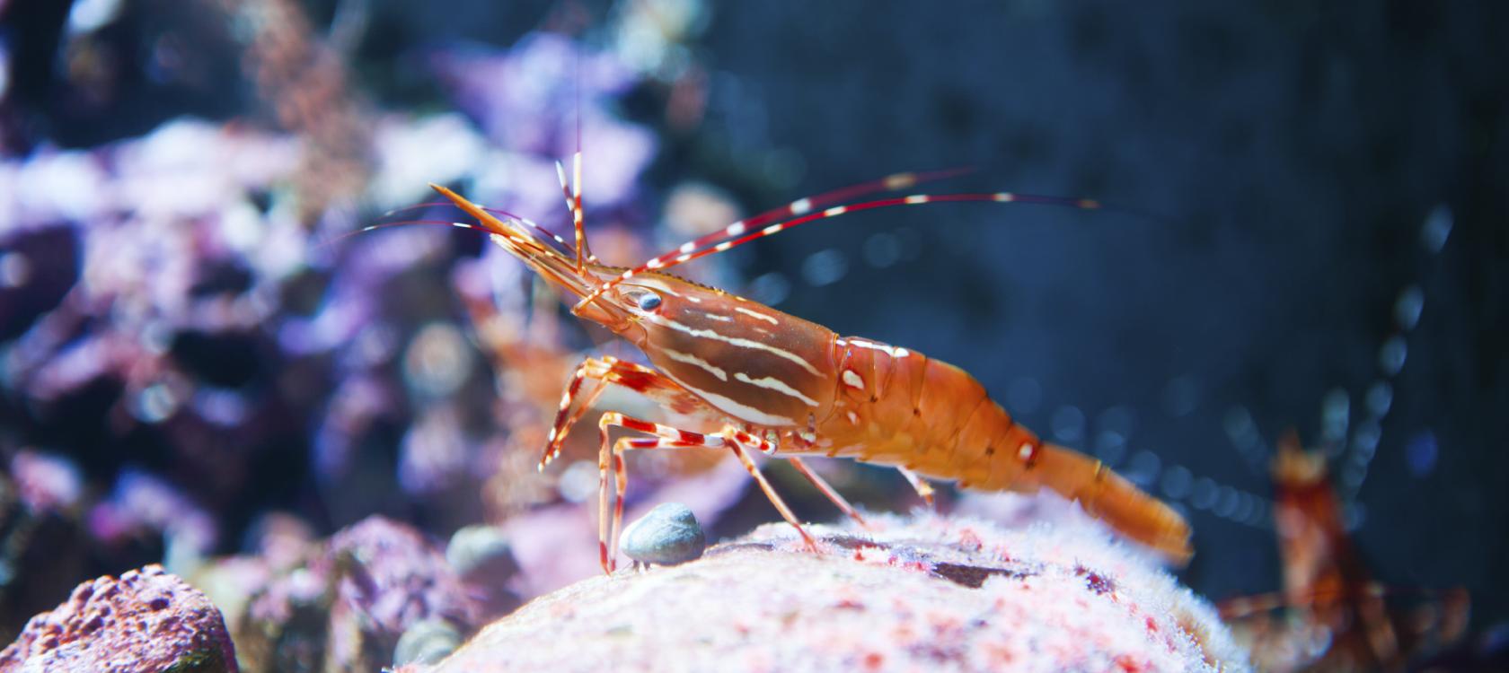 Protéger la biodiversité marine grâce à la surveillance satellite