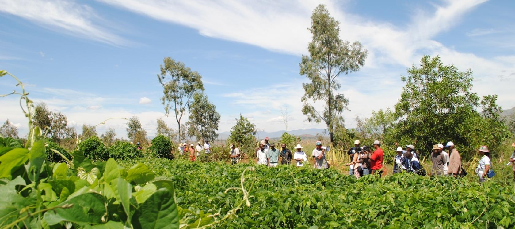 Visite des parcelles de démonstration du collège de Vinany, Madagascar, sensibilisation agro-écologie