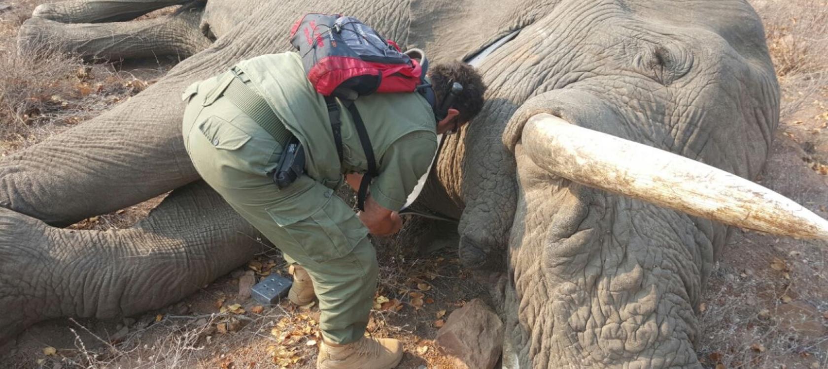 éléphant, ivoire, braconnage, Mozambique