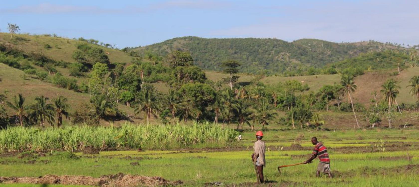 agriculture, Haïti, champs