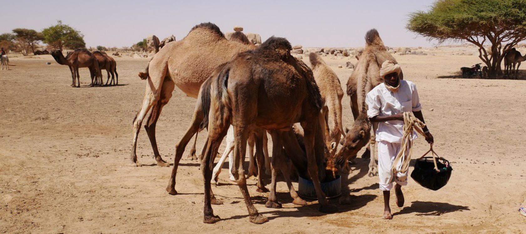 Tchad, projet transhumance, irrigation