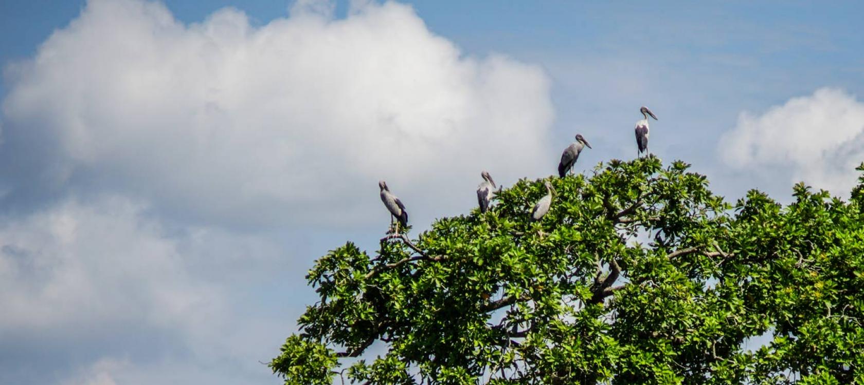 Kaziranga National Park, India, biodiversity, tree