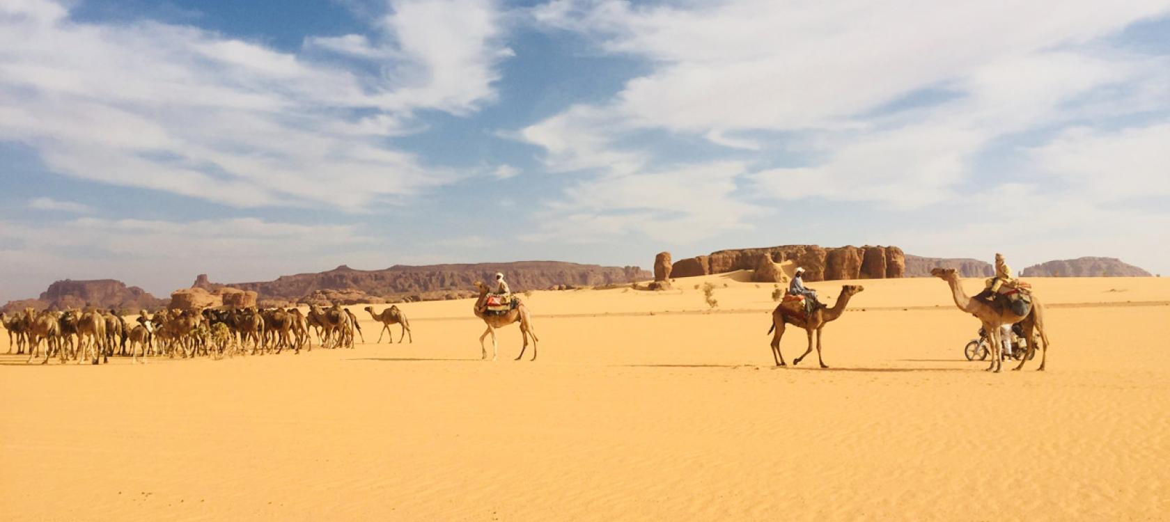 désert, chameaux, paysage, Tchad