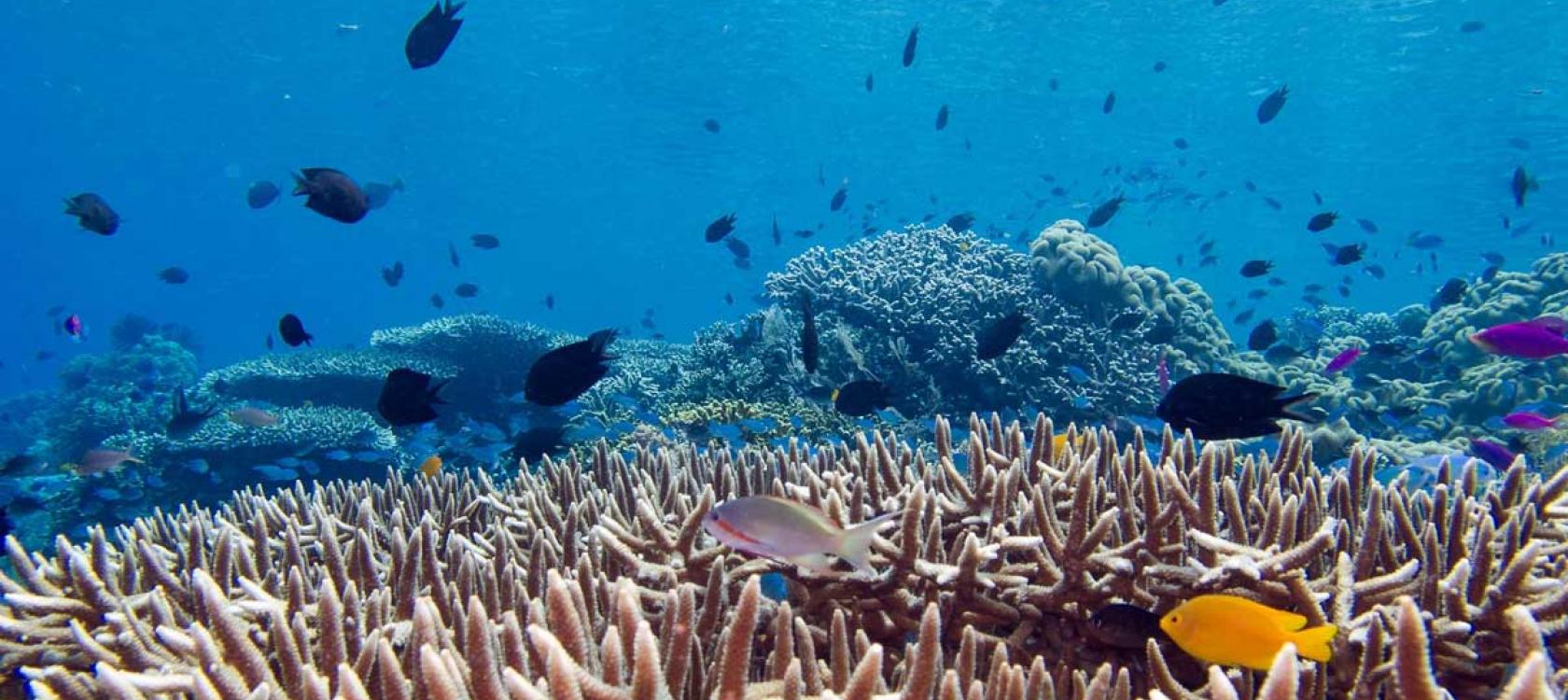 Biodiversit Des Oc ans L oc an R gulateur Du Climat Et Foyer De La Biodiversit Des Oc ans L oc an R gulateur Du Climat Et Foyer De La