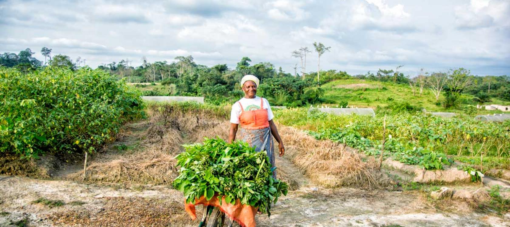 Portrait de madame Mbeugone, Gabon, femme, agriculture