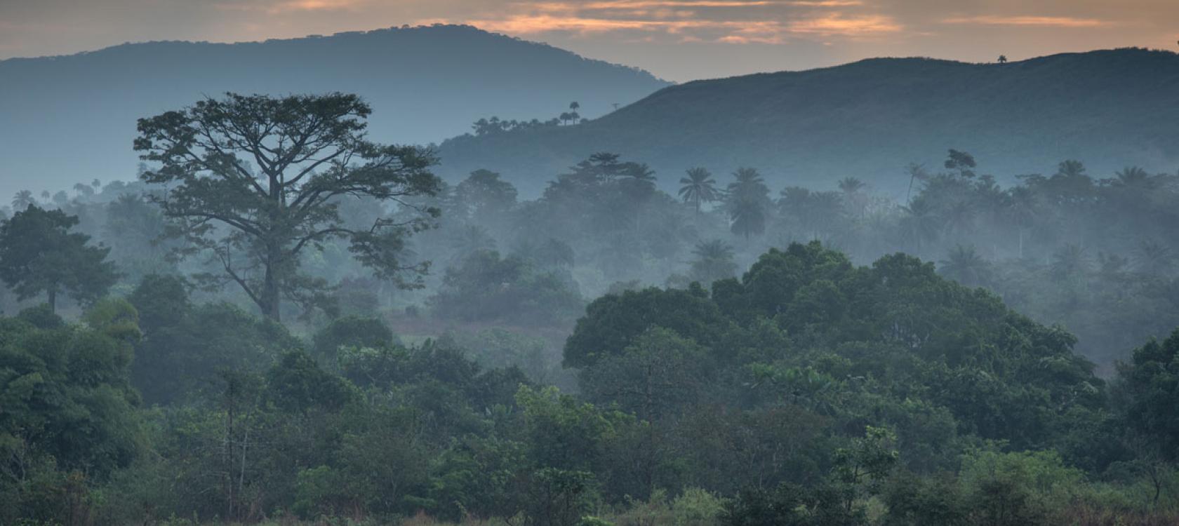 Guinée forestière, forêt