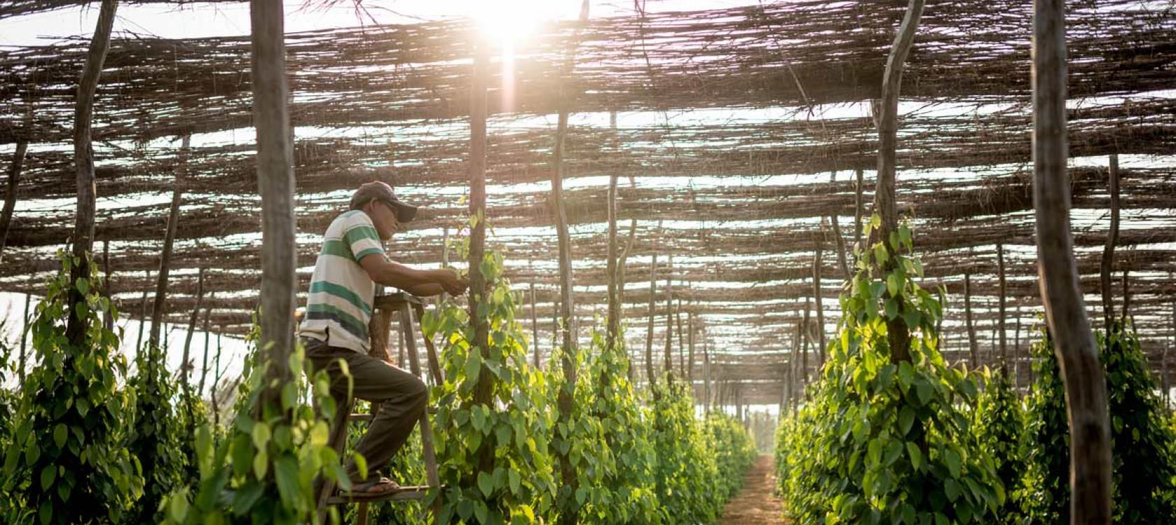 production poivre Kampot, Asie, agriculture