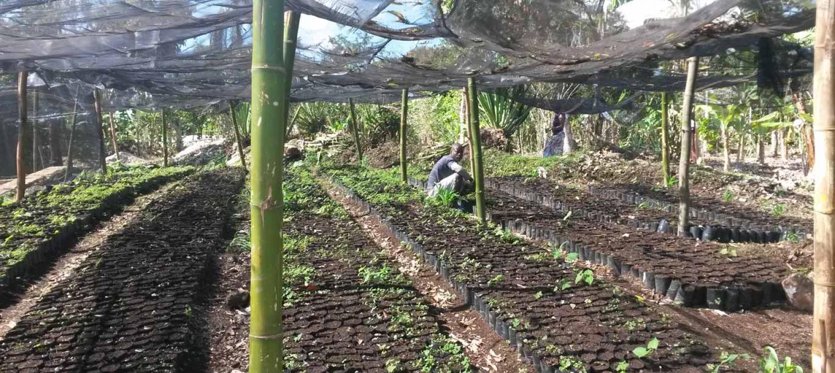 agriculture, microfinance, Haïti