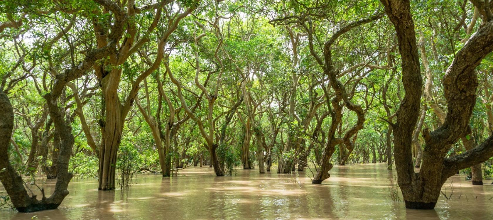 Mangrove