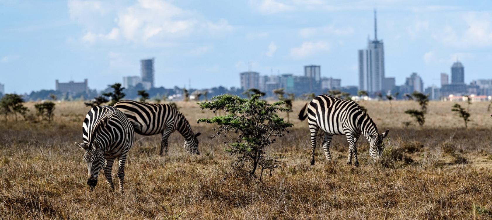 Nairobi Kenya zebra park wildlife countryside city savanna urban jungle
