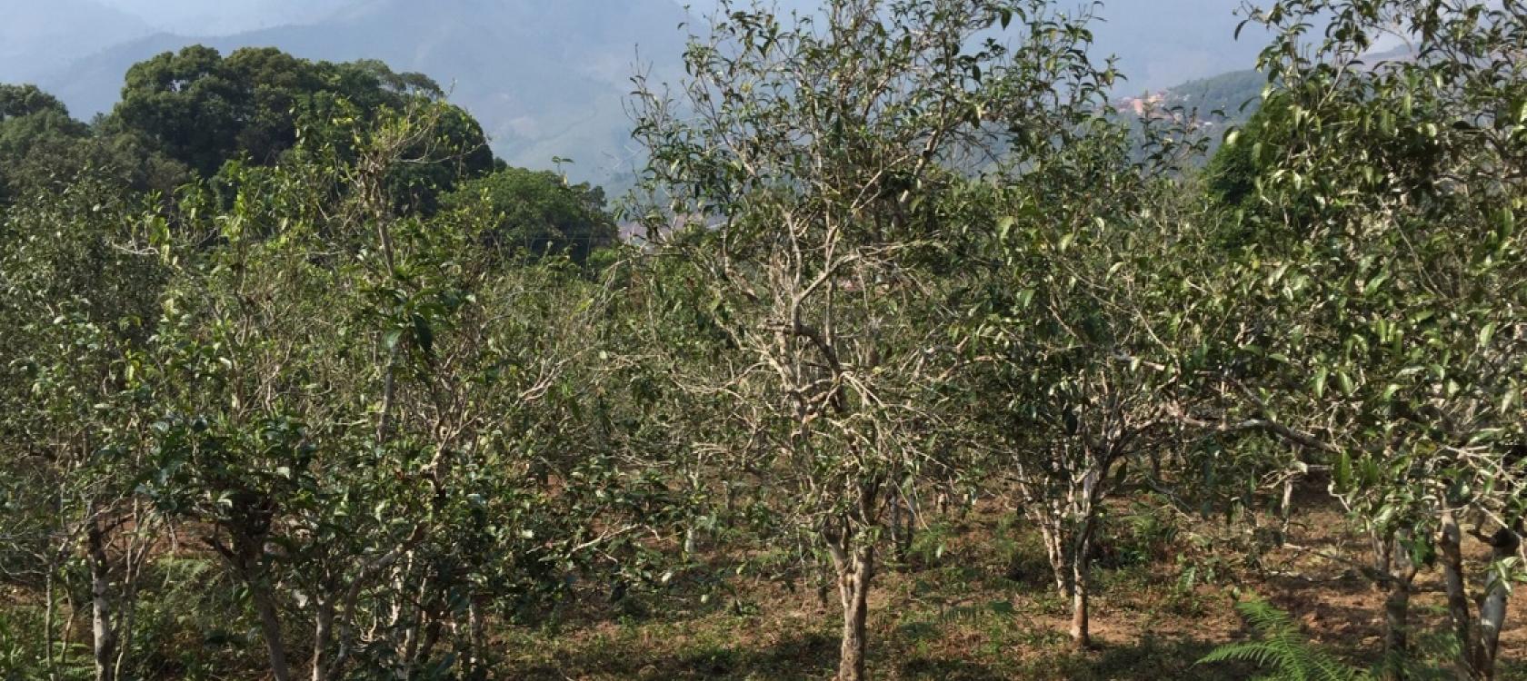 arbres à thé, Laos, Xaysathan