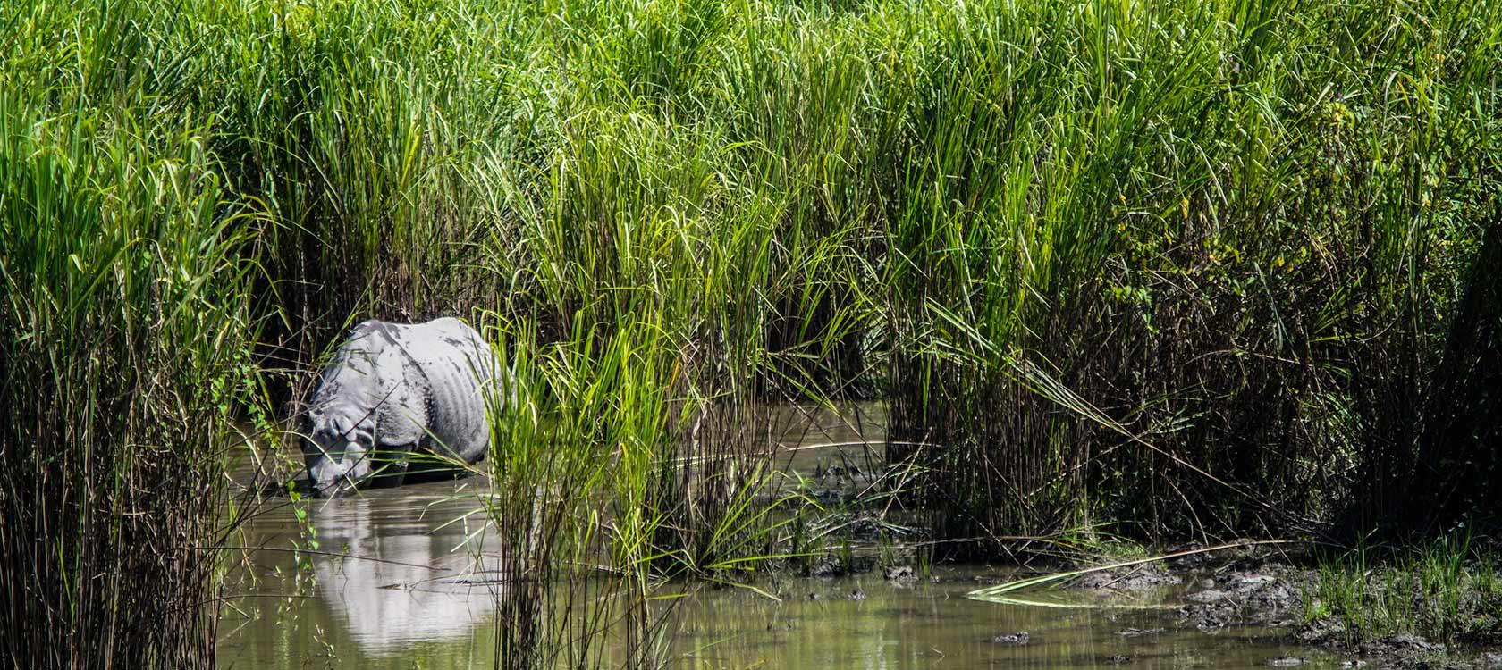 Rhinocéros, parc national, aire protégée, Inde, protection de la biodiversité