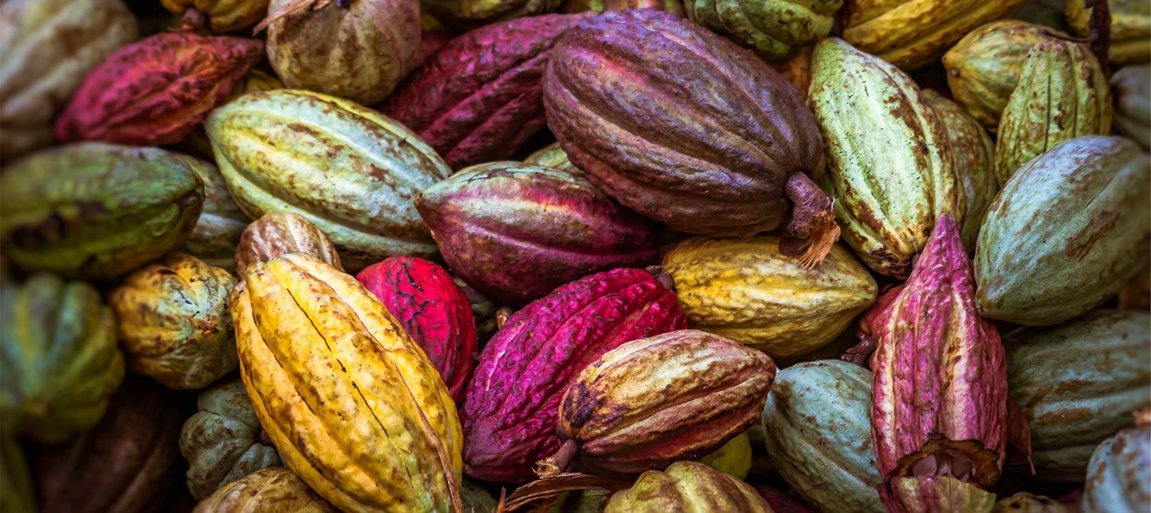 Les défis du secteur du cacao au Ghana